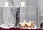 Charovnitsa kačiukų ringe